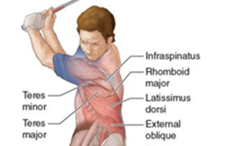 A diagram showing the muscles of the shoulder.