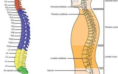 Add Flexibility For Golf In 4 weeks (Part 3) – Spine Mobility!