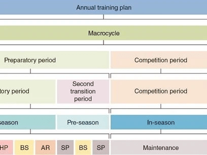 A diagram showing the phases of a training plan.