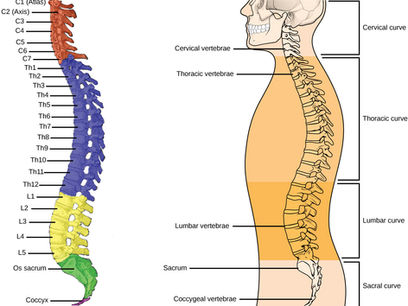 A diagram of the spine and its parts.