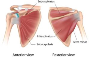 Anterior and posterior view of the shoulder rotator cuff muscles.